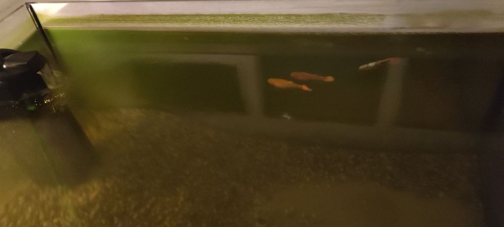 Acvariu pesti kit complet + 4 pesti exotici
