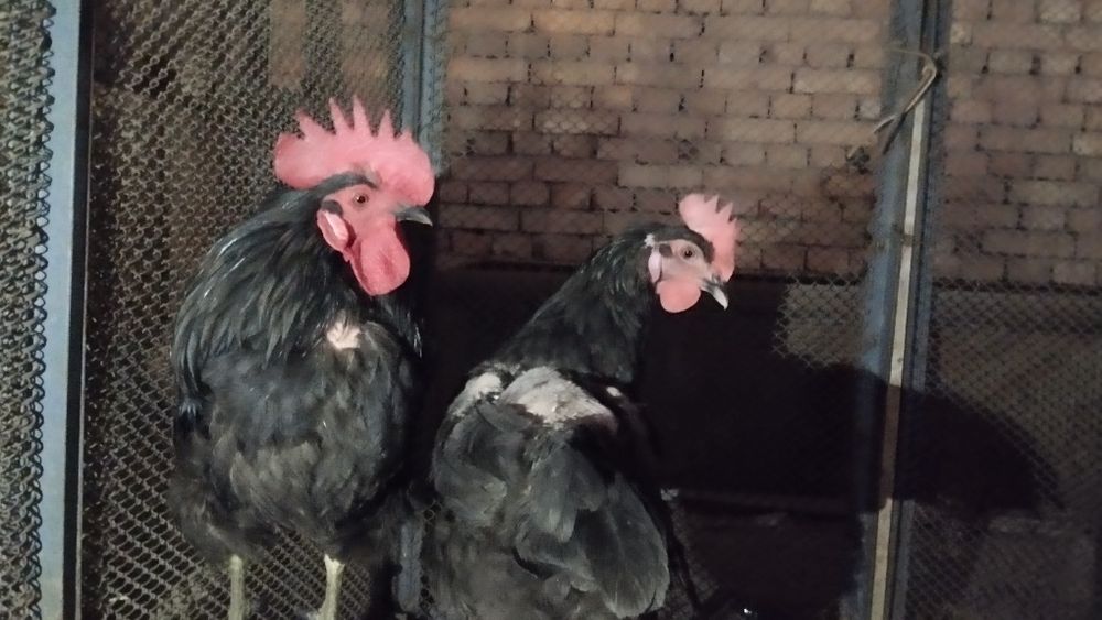 Qora shaxzoda Xoʻrozi bor