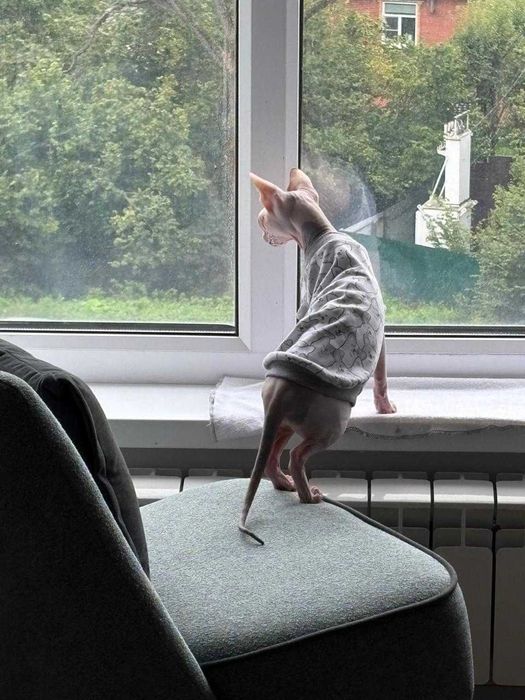 Кошечка сфинкс ищет жениха