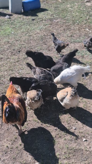 Куры петух обмен дакан