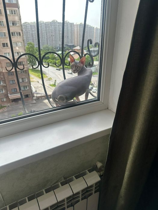 Продам кошку сфинкс