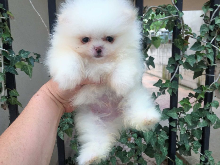 Померан мини Померанчета