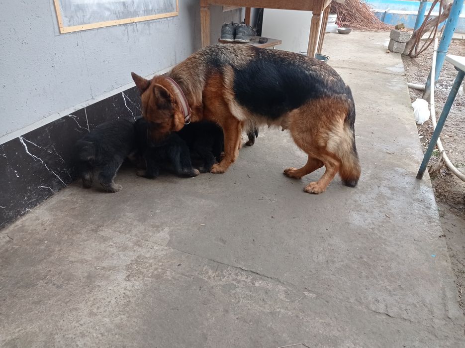 Продаю щенков немецкой овчарки