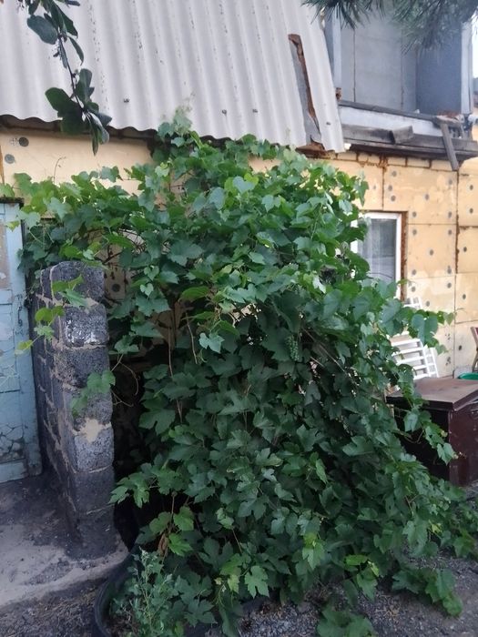 Продаётся дачный участок