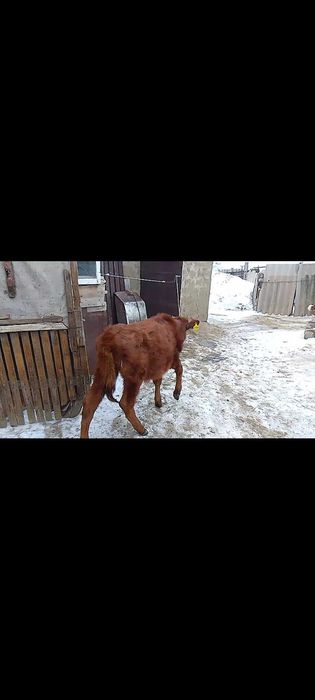 Продам двух тёлок. Екі баспақ сатылады.