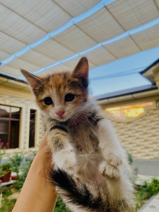 Отдам котят бесплатно