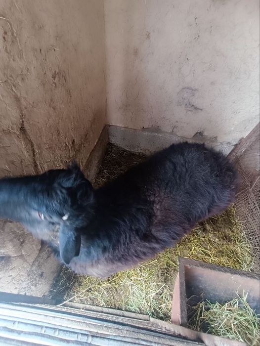 BoqilganQoʻchqor sotiladi 3 bosh