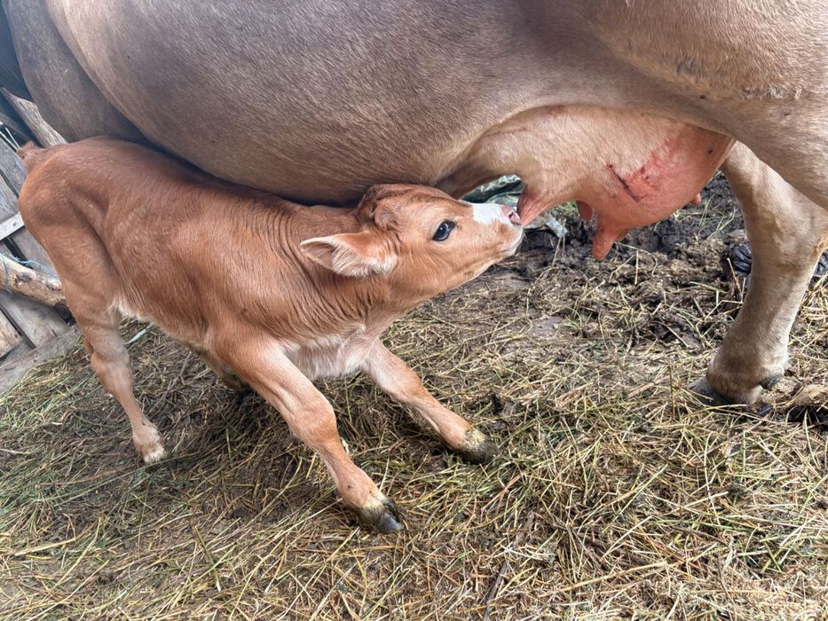 Vindem vaca cu vițel