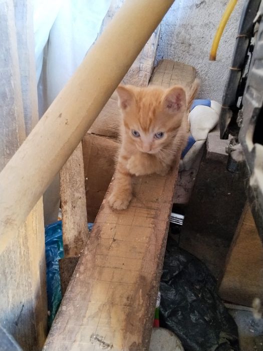 Котята котёнок мысык