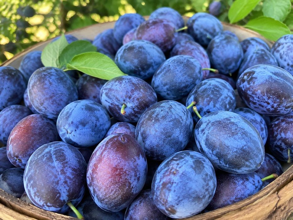 Vând prune pentru tiucă