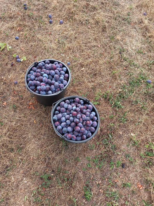 Prune de vânzare