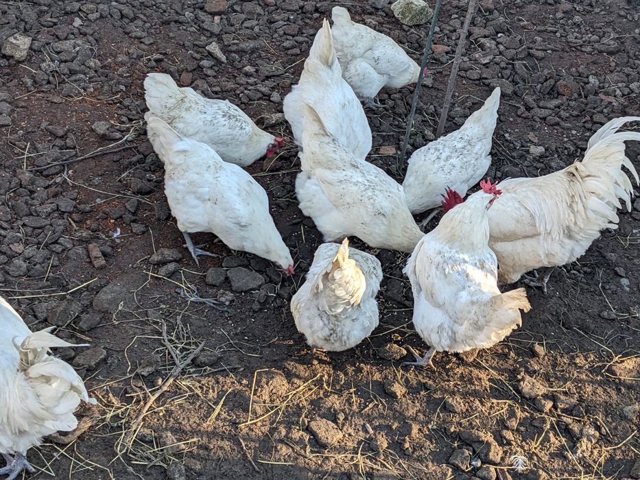 Gaini sau cocos la bresse