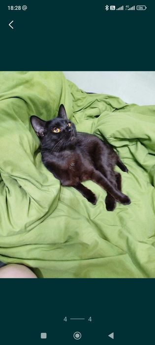 Пропал черный кот