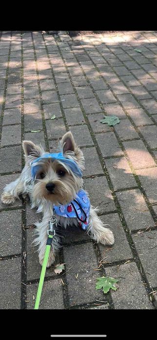 Йоркширски териер на 1 годинка