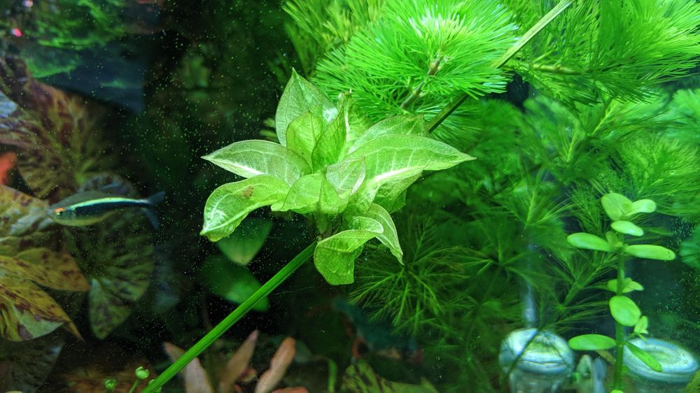 Продам эхинодорус Тропика,Эхинодорус Блехера.