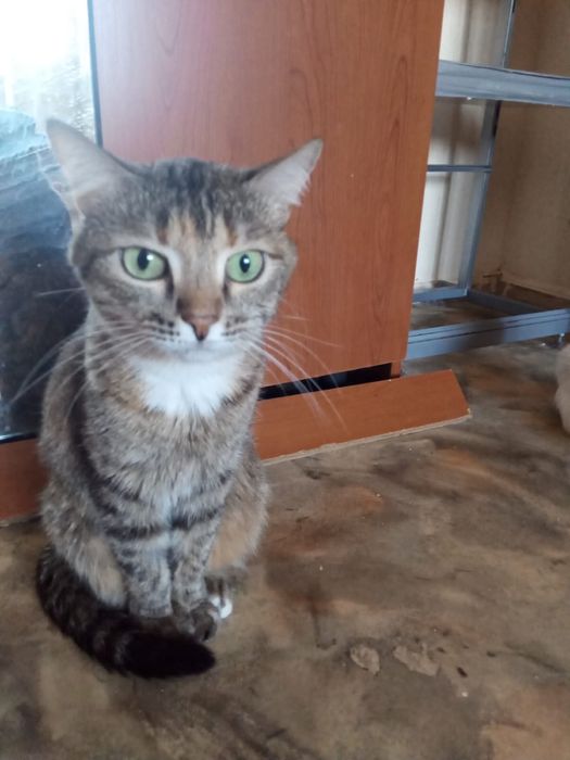 Котенок бесплатно город астана