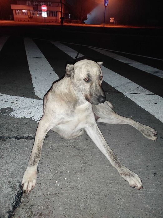 Donez căței Giurgiu