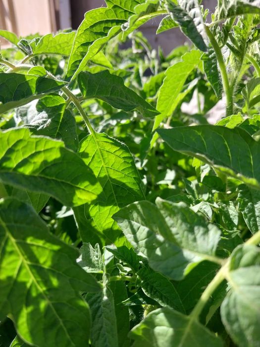 Продам рассаду помидоров