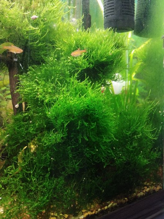 аквариумные растения