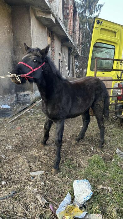 Vând schimb mânz de 7 luni blând cuminte