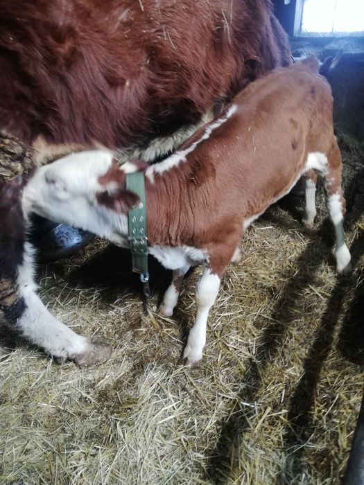 Продам тёлочку курайлы