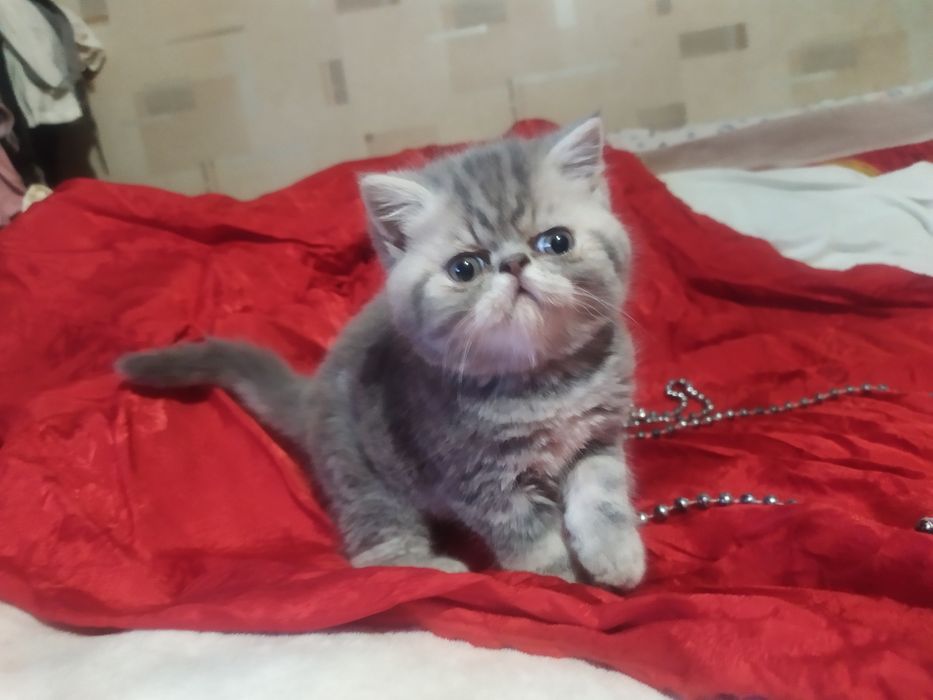Продам котят  Экзоты