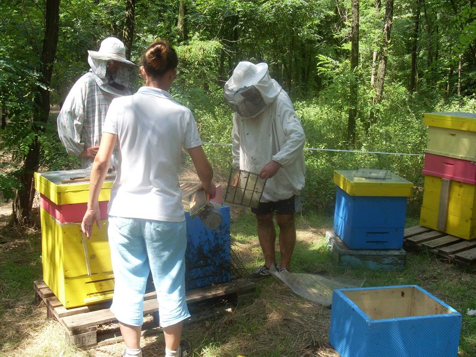 Пчелни майки, отводки и кошери по програмите 2026