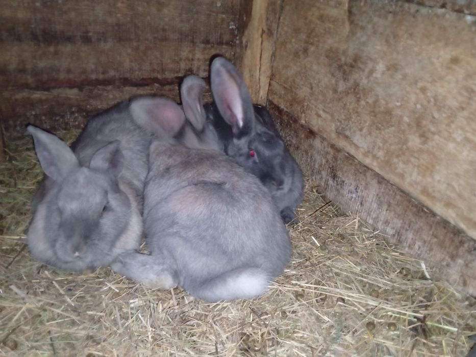 Продам. Кроликов