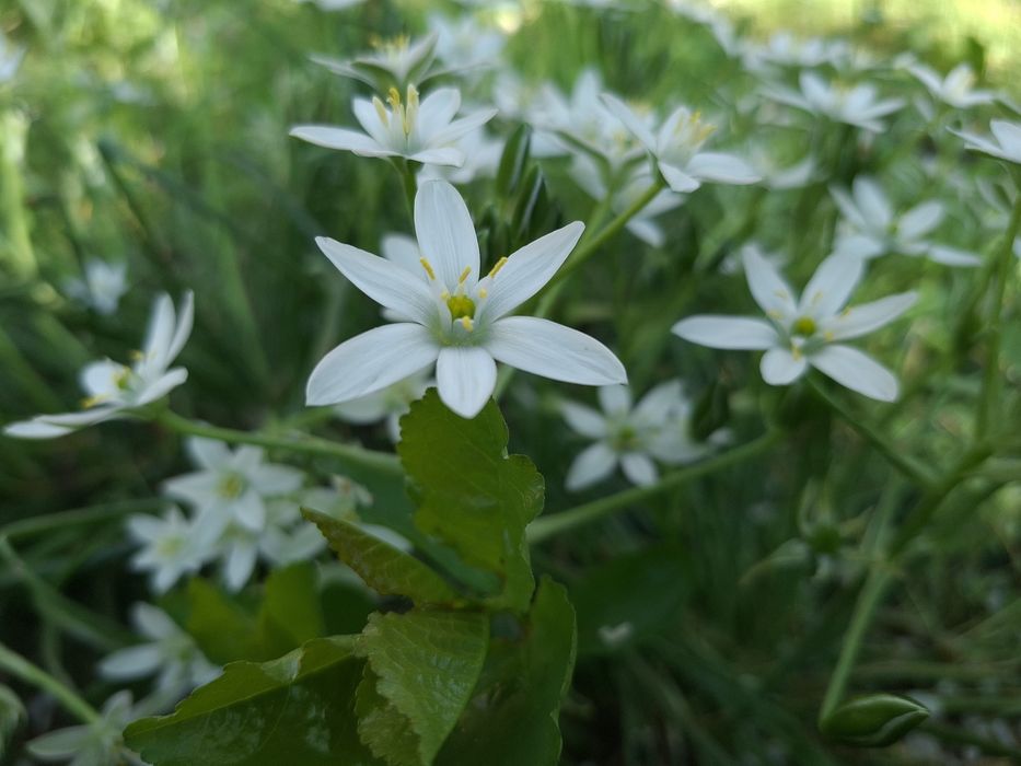 Продам самсунг а56