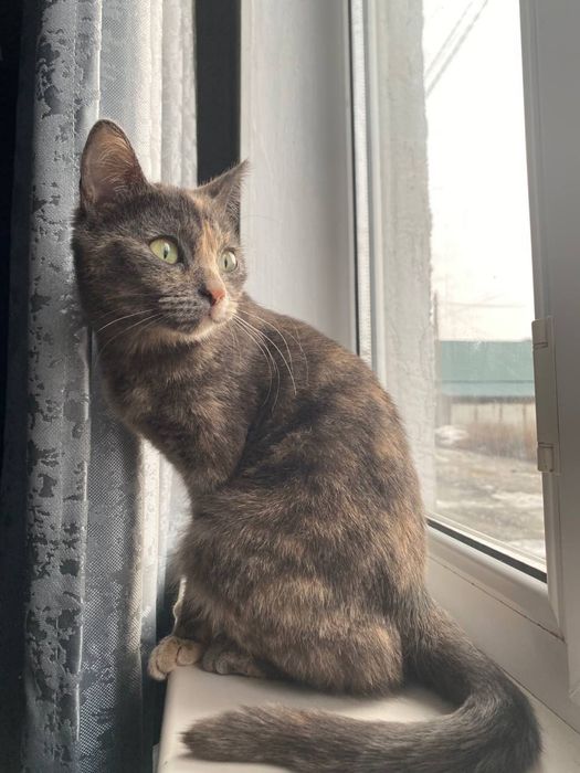 Пропала кошка, северо-западный жилой район.