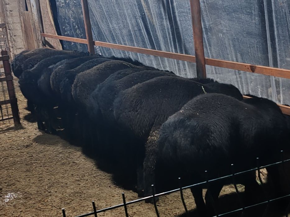 Кучкорлар сотилади кулай нархларда