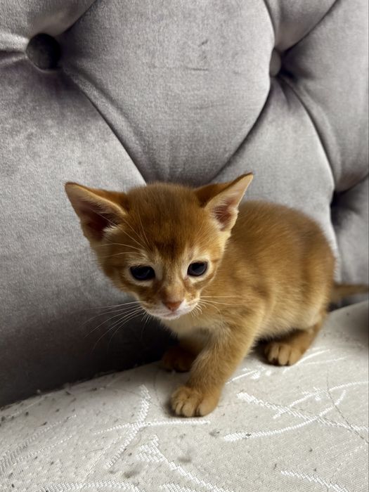 Абиссинские котята