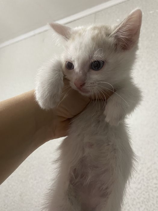 Отдам котят 2 месяца