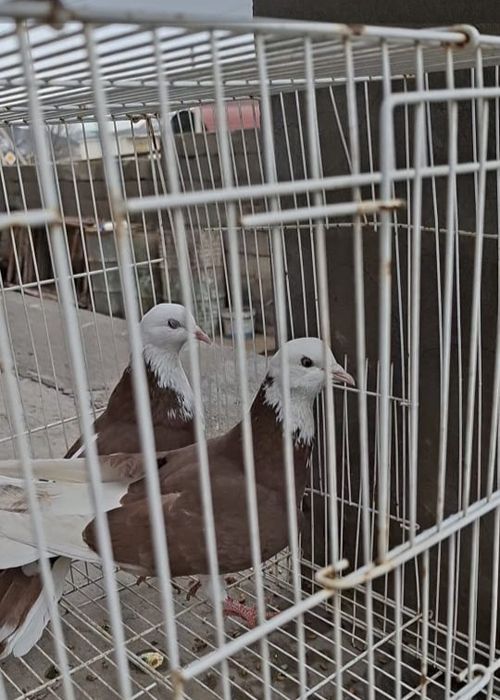 Продам    голуби белыйголовый