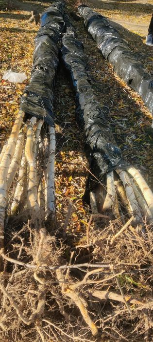 Mesteacăn alb înălțime 6 metri