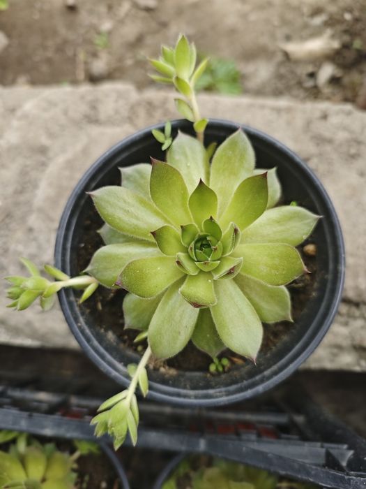 Каменная роза (молодило)