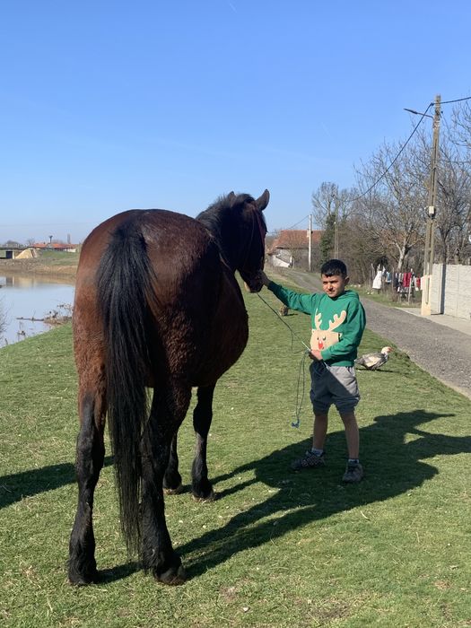 Vând iapa de 4 ani sau dau pe o vaca cu lapte