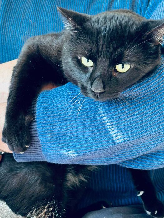 Мъжко котарак търси дом