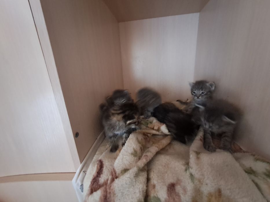 Котята маленькие