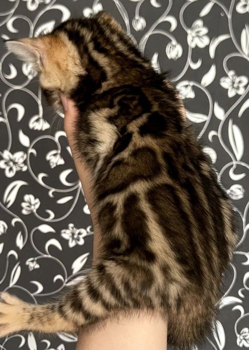 BENGAL narxini kelishamiz