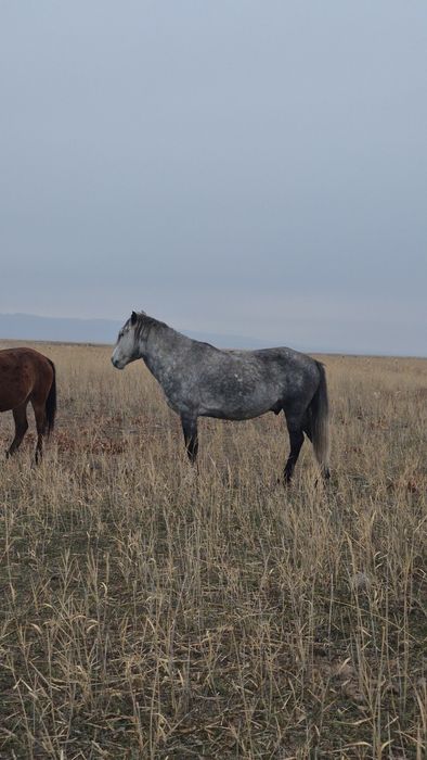 Жорға Айғыр сатылады