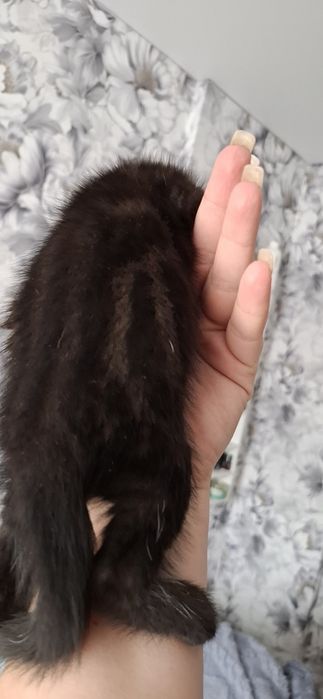 Шотландский котёнок страйт