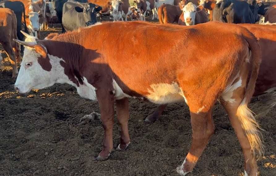 Ақбас тұқымды ірі құнажындар сатылады. Тайынша, құнажын, сиыр.