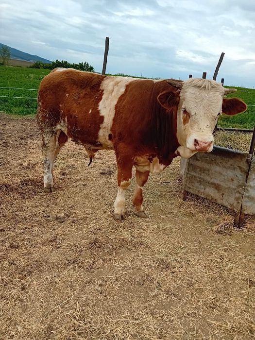 Vand Tauras baltat si vitea angus