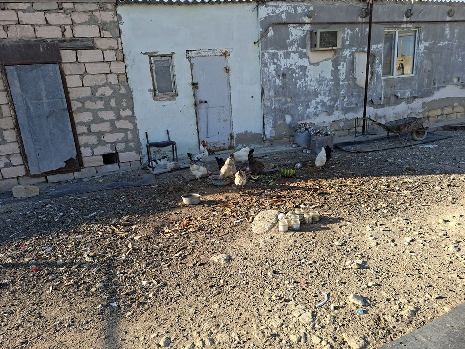Здравствуйте Куры прдаютьса