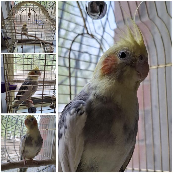 Попугай корелла 1год