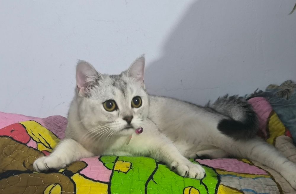 Серебряная шиншилла скоттиш страйт