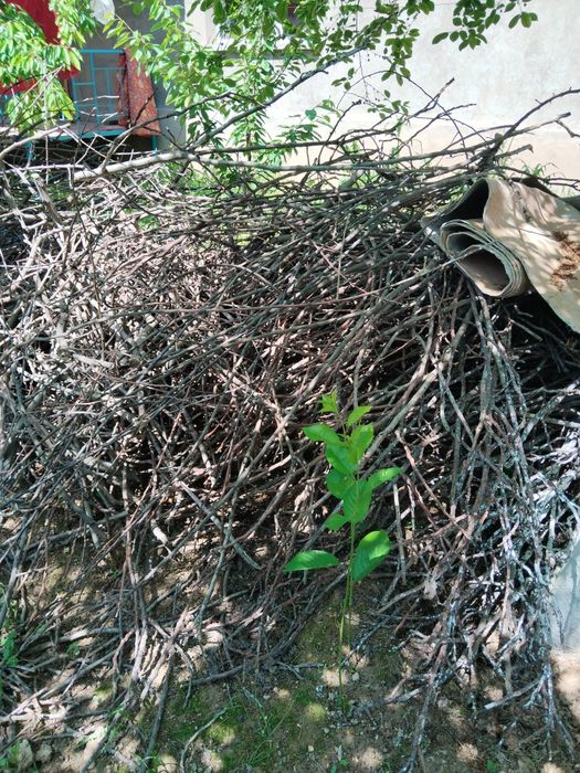 Дрова бесплатно самовывоз.