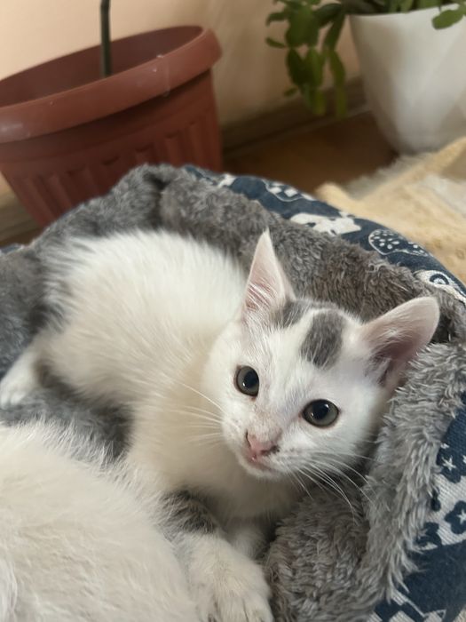 Отдам котёнка в добрые руки