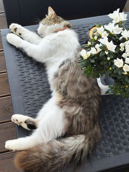 Подарявам котенца на 2 мес.